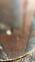 Sbirulinol webcam model stream image