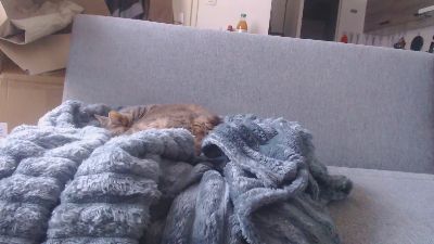 billytis webcam model stream image