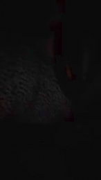 piggest webcam model stream image