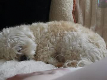 bellebabyboo webcam model stream image