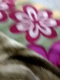 HOT-CPL-11 webcam stripchat model stream image