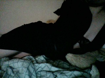 Plushly webcam bongacams model stream image