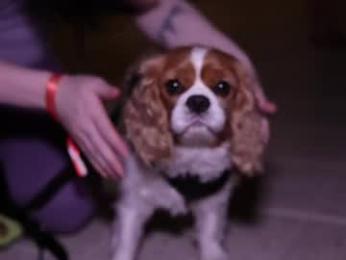 cb15 webcam model stream image