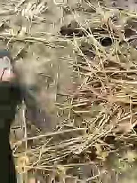 ThethunderPo webcam stripchat model stream image