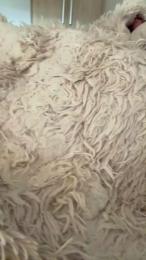 nicoypao webcam model stream image