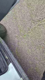 ALEXRED86 webcam model stream image