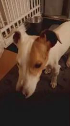 lovekiitsune webcam model stream image