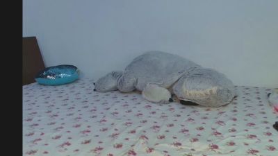 Julyanarains webcam cam4 model stream image