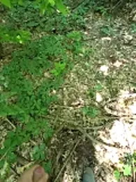 passivello98xxx webcam model stream image