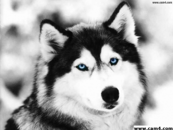 lombardodop webcam model stream image