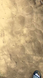 DiscretScorpion webcam model stream image