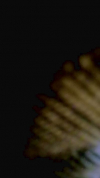 Scalareale66 webcam model stream image