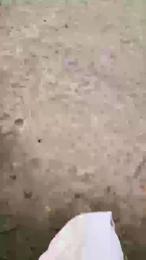 Exoticboy24 webcam model stream image