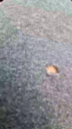 MermaidNTiger webcam model stream image