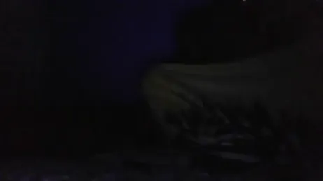 thasmyni stripchat stream image