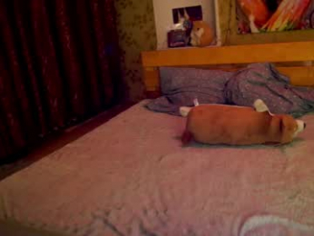 allison_cuty chaturbate stream image