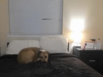 bridgetblack666 chaturbate stream image