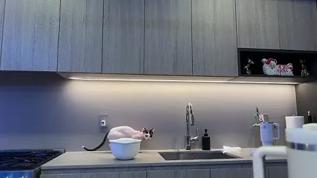 Graciemae_baexx stripchat stream image